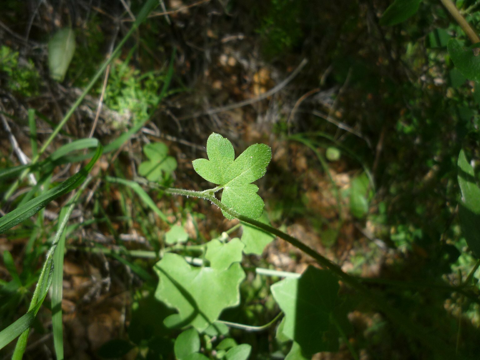 High Resolution Silene latifolia Leaf
